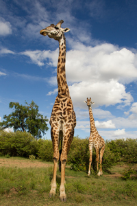 giraffe